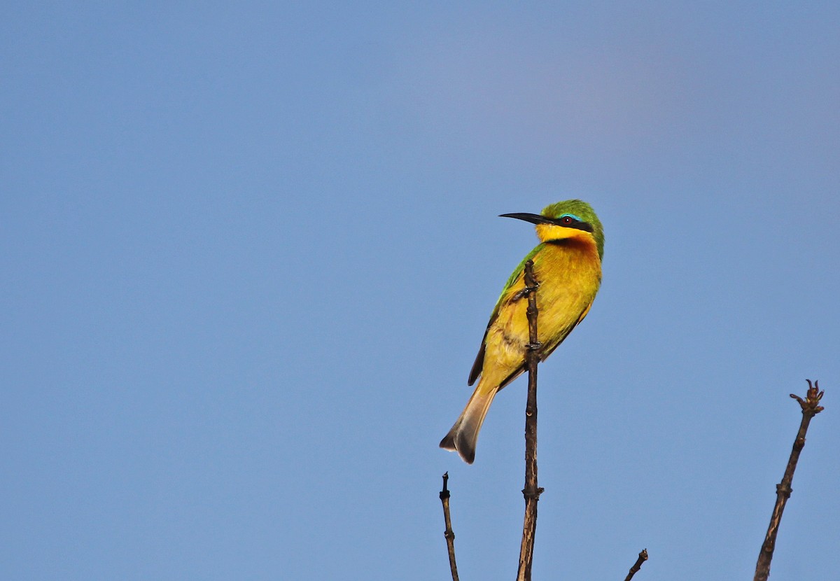 Little Bee-eater - ML395059091