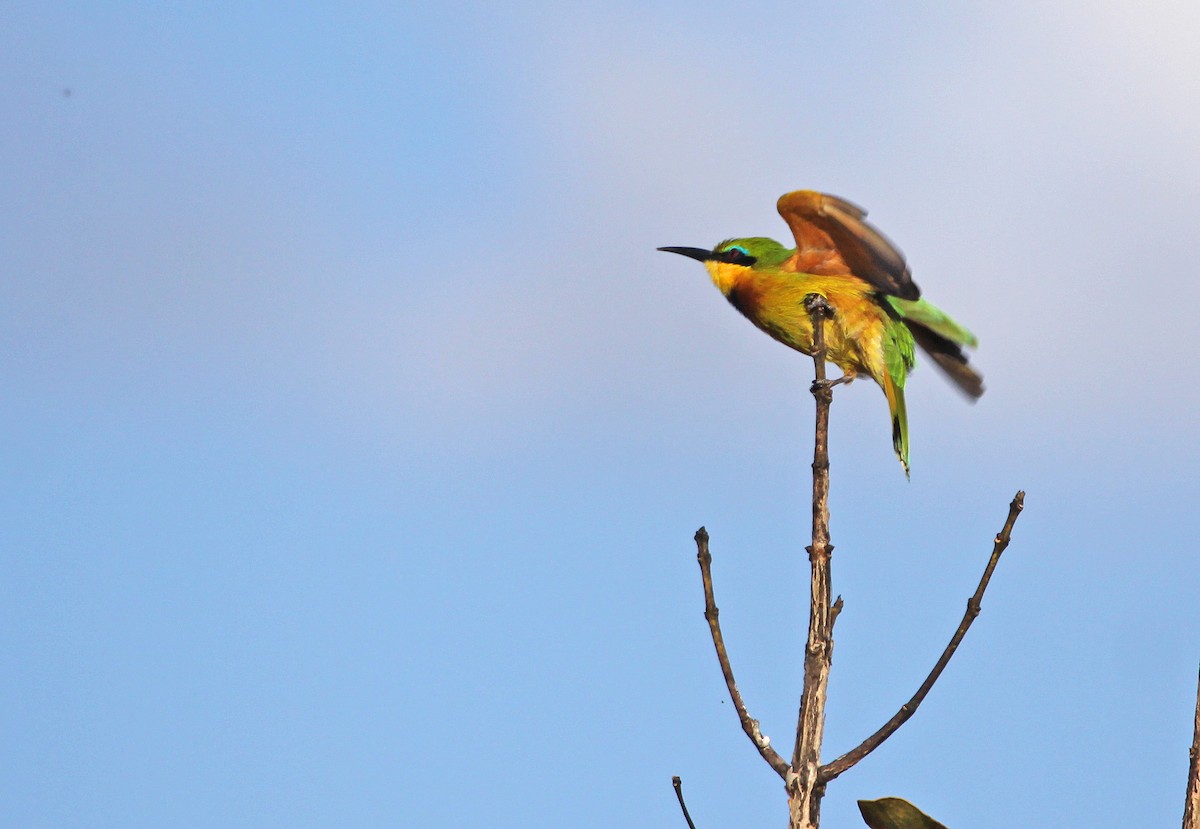 Little Bee-eater - ML395059101