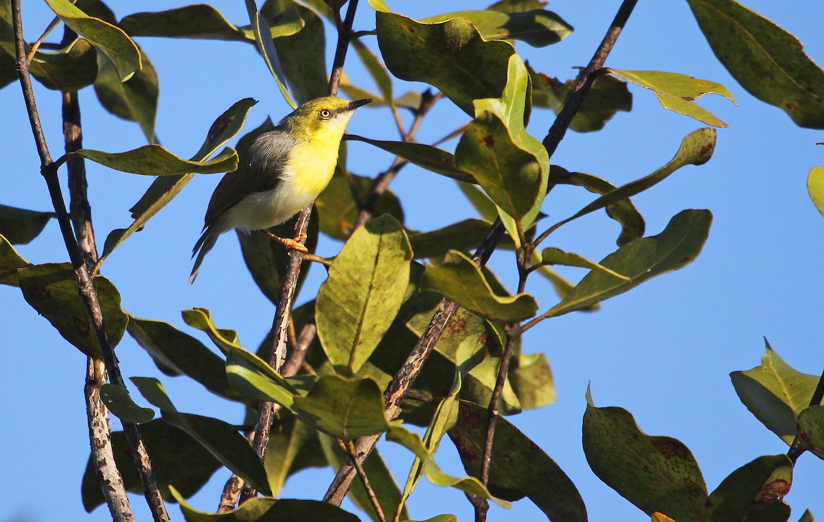 Green-capped Eremomela - ML395059191