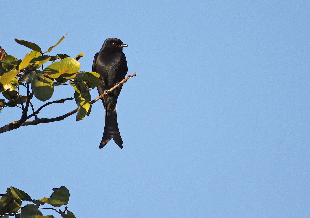 Fork-tailed Drongo - ML395059231