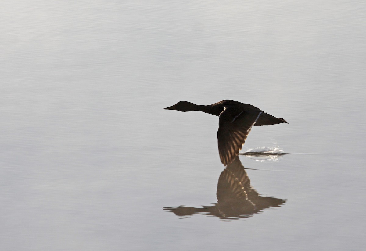 Yellow-billed Duck - ML395059391