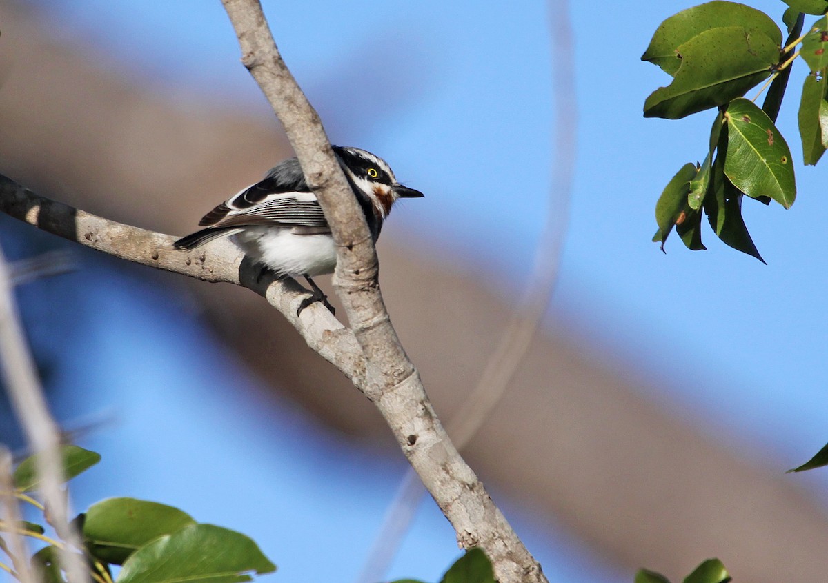 Chinspot Batis - ML395059551