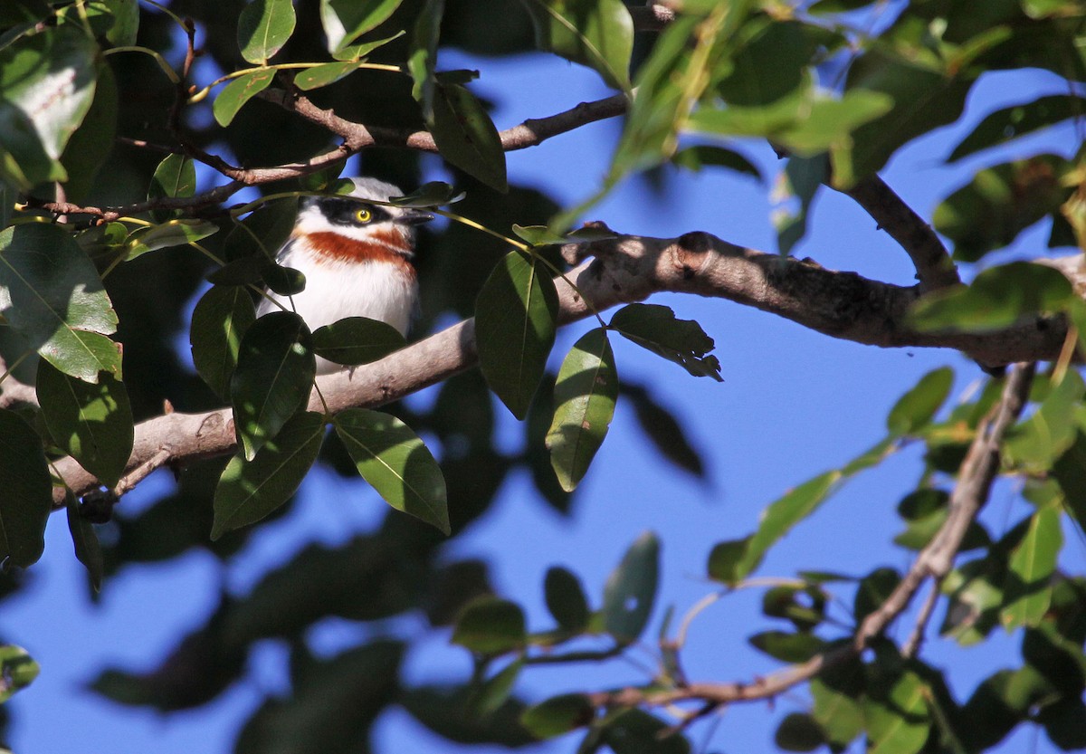 Chinspot Batis - ML395059561