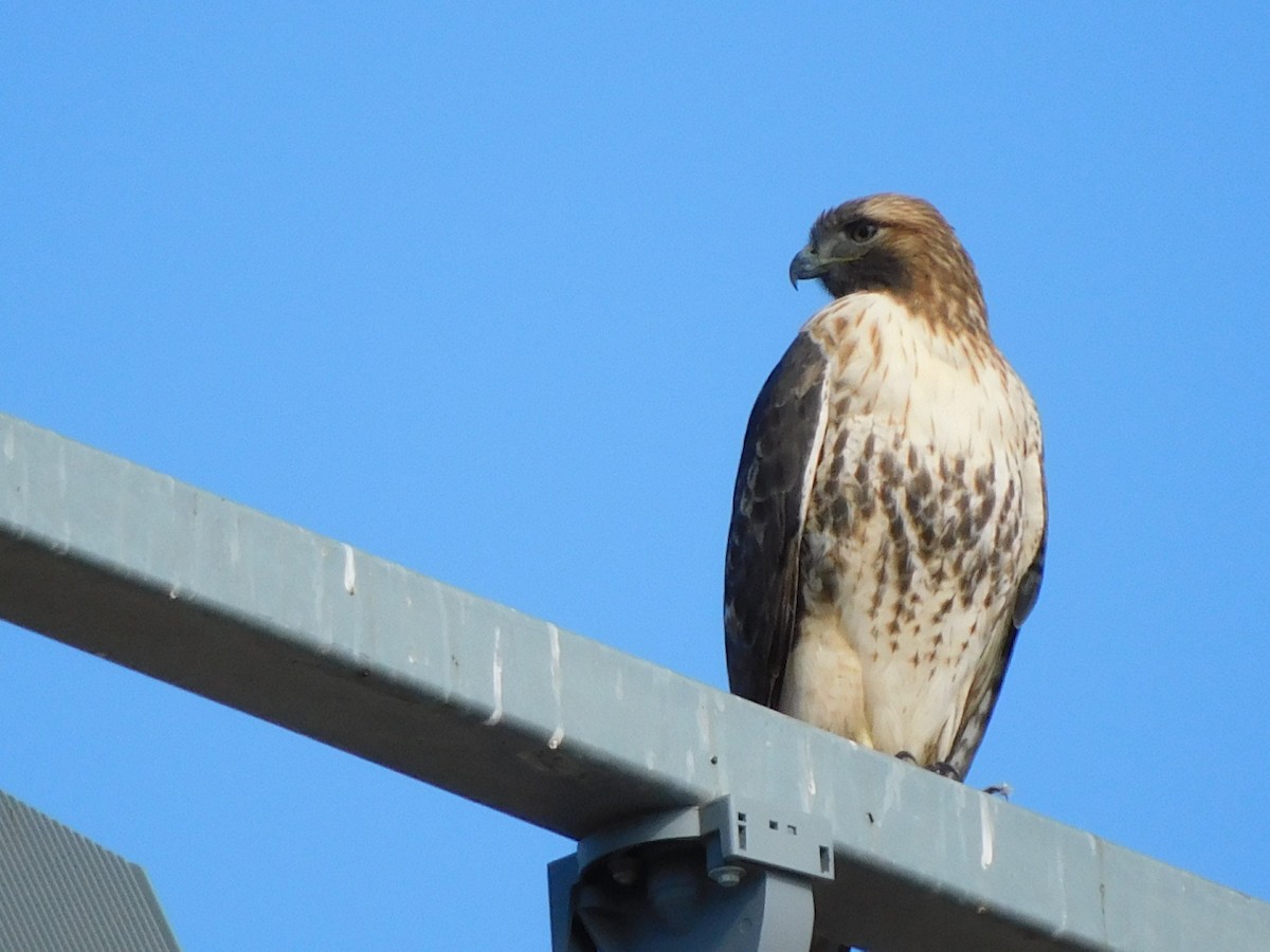Red-tailed Hawk - ML395059961