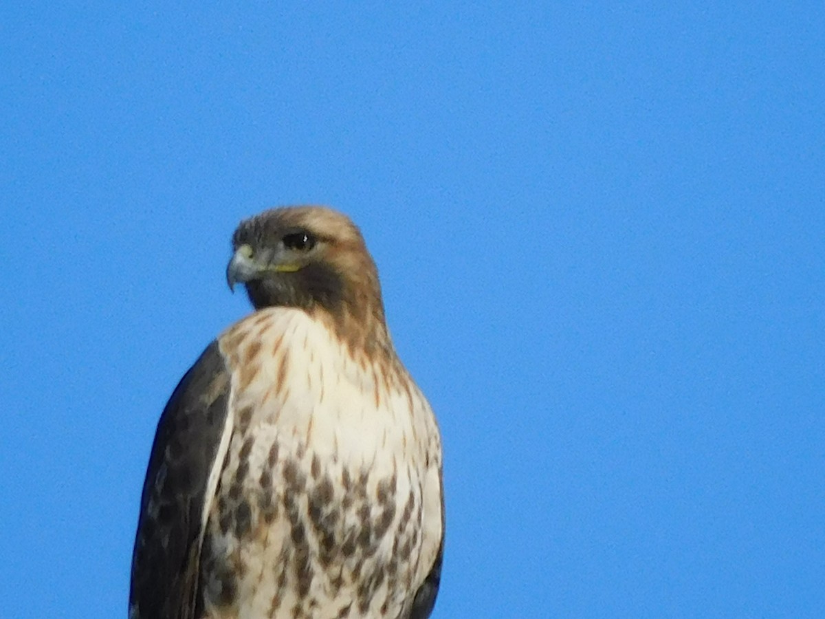 Red-tailed Hawk - ML395060091