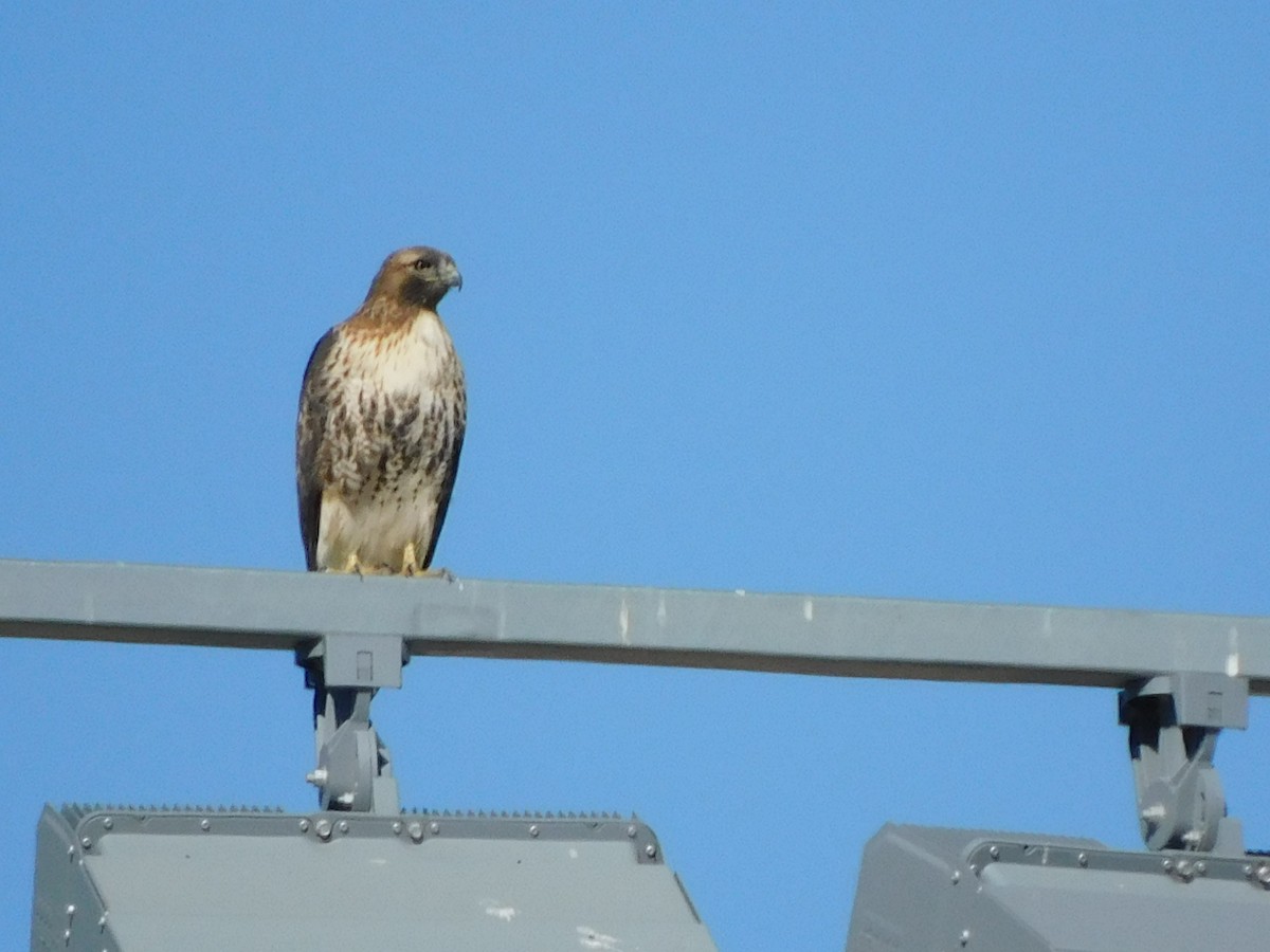 Red-tailed Hawk - ML395060101