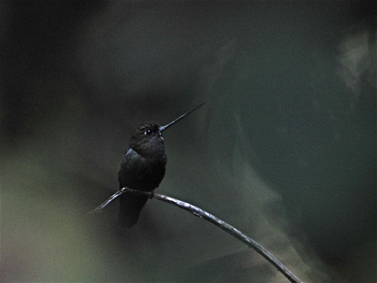 Green-fronted Lancebill - ML39506271