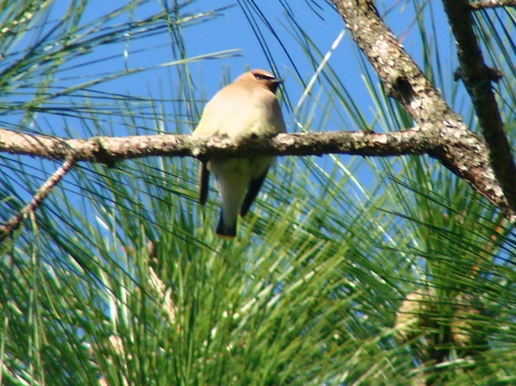 Cedar Waxwing - ML39506291