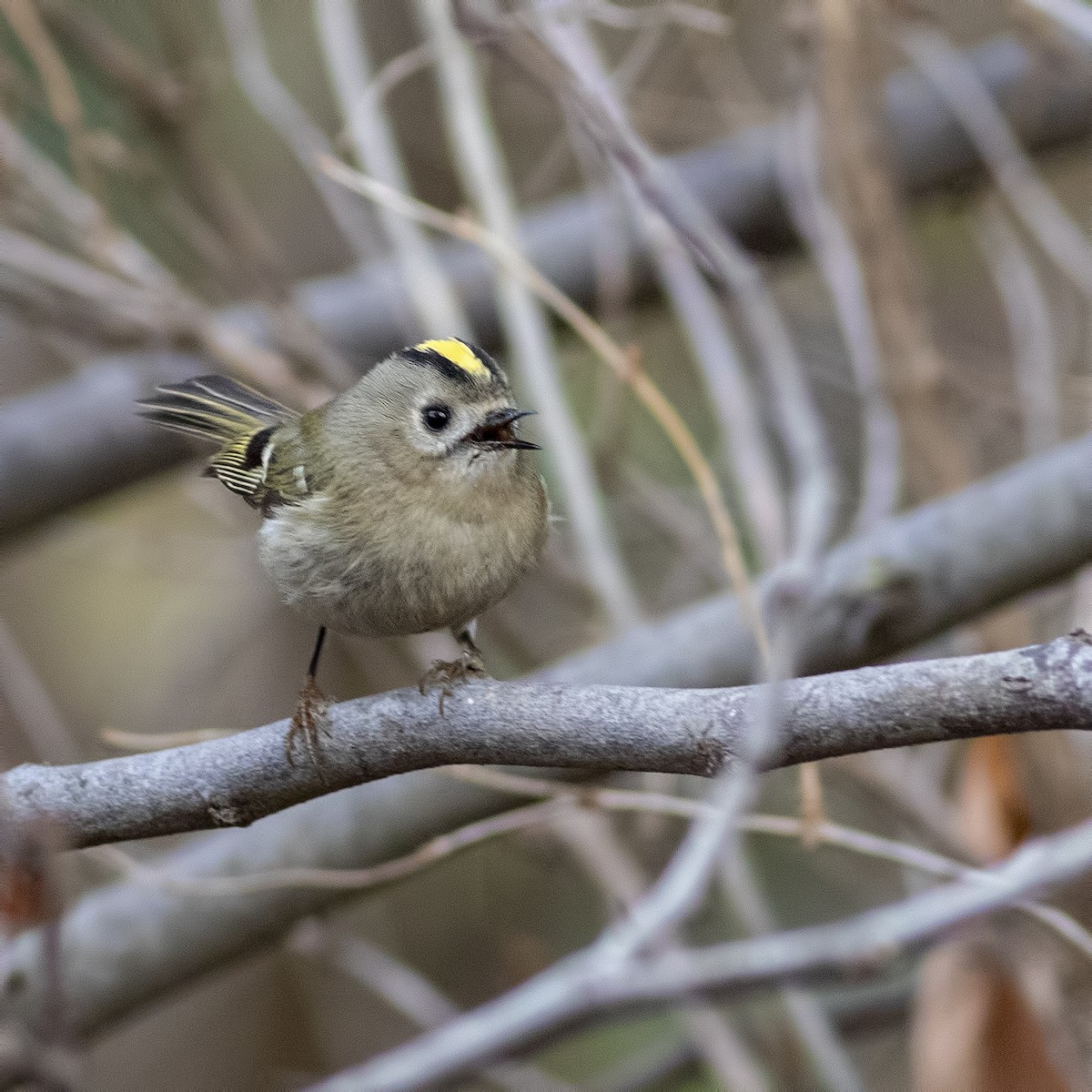 Roitelet huppé - ML395062971