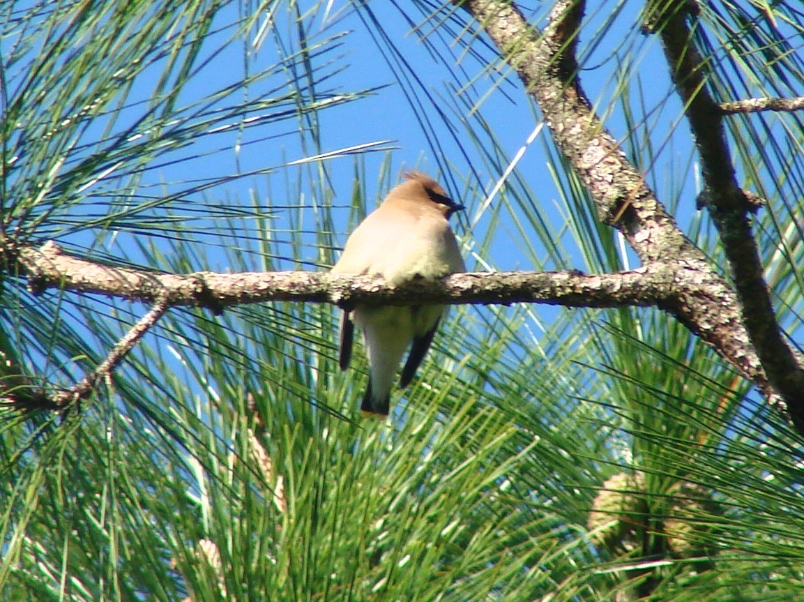 Cedar Waxwing - ML39506301