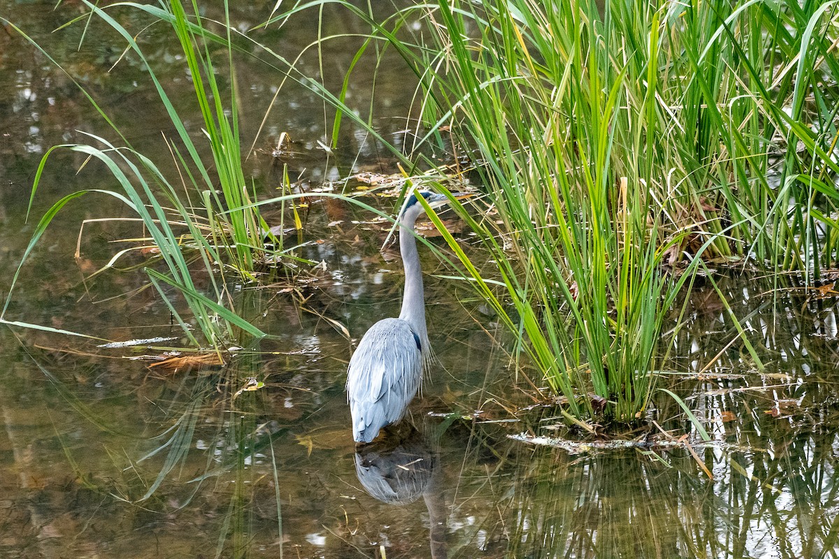 Great Blue Heron (Great Blue) - ML395063921