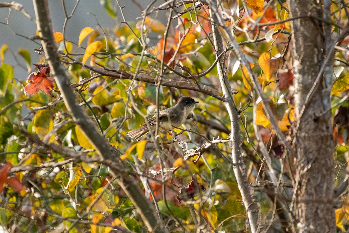 Eastern Phoebe - ML395064251