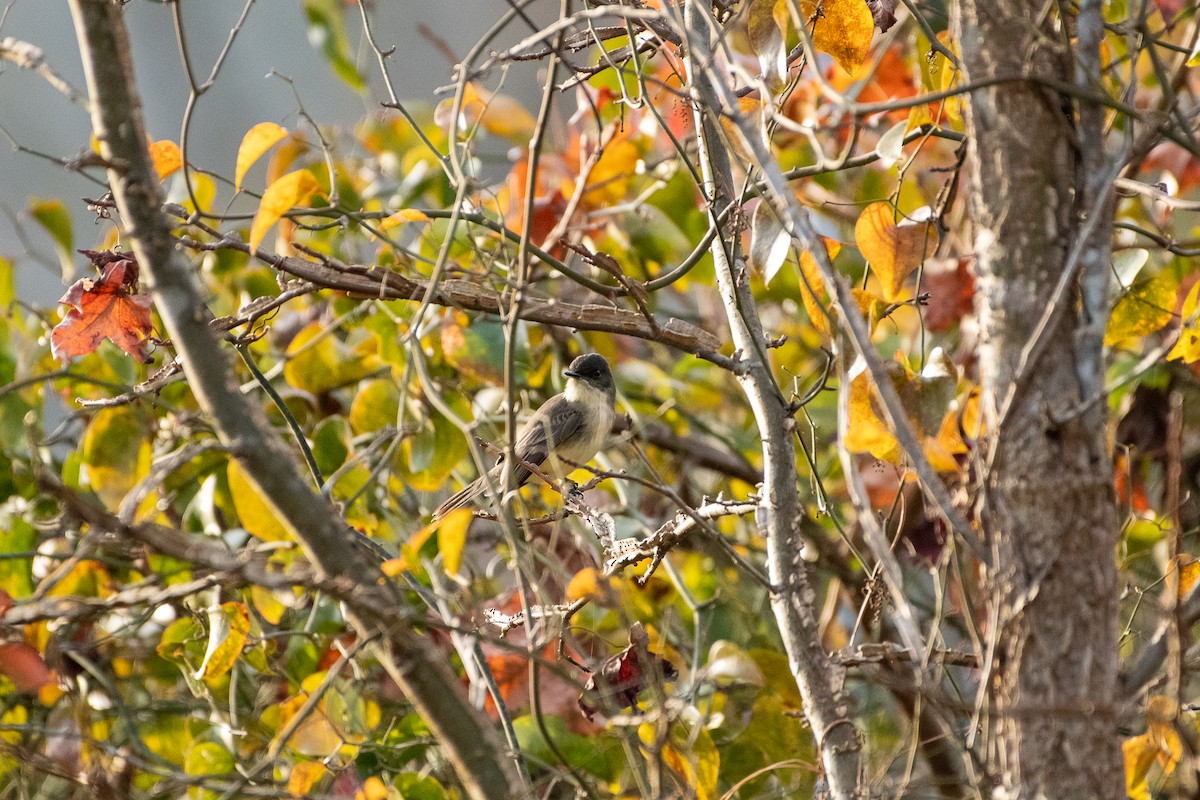 Eastern Phoebe - ML395064271