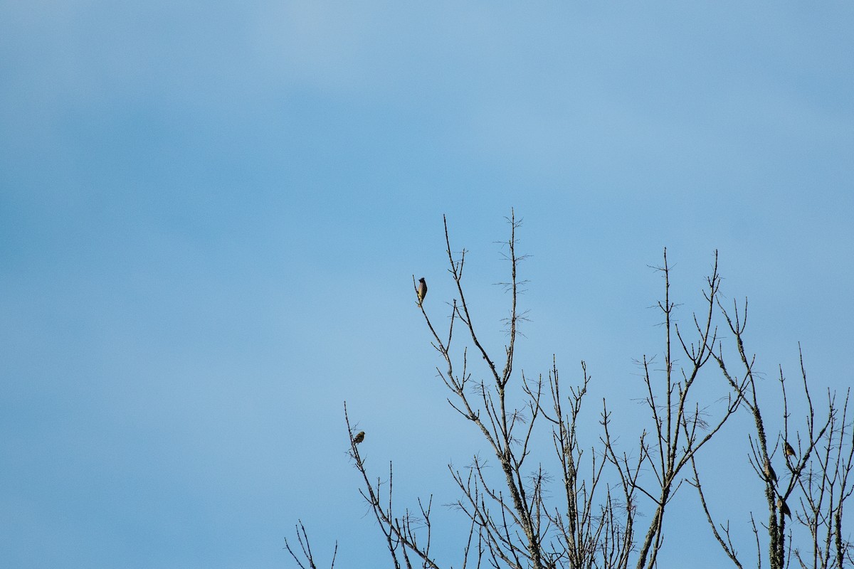 Cedar Waxwing - ML395064431