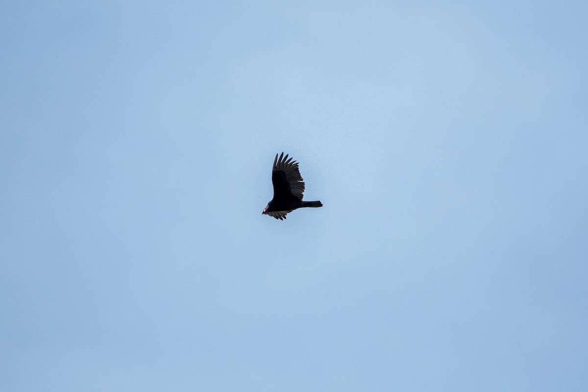 Turkey Vulture (Northern) - ML395064601