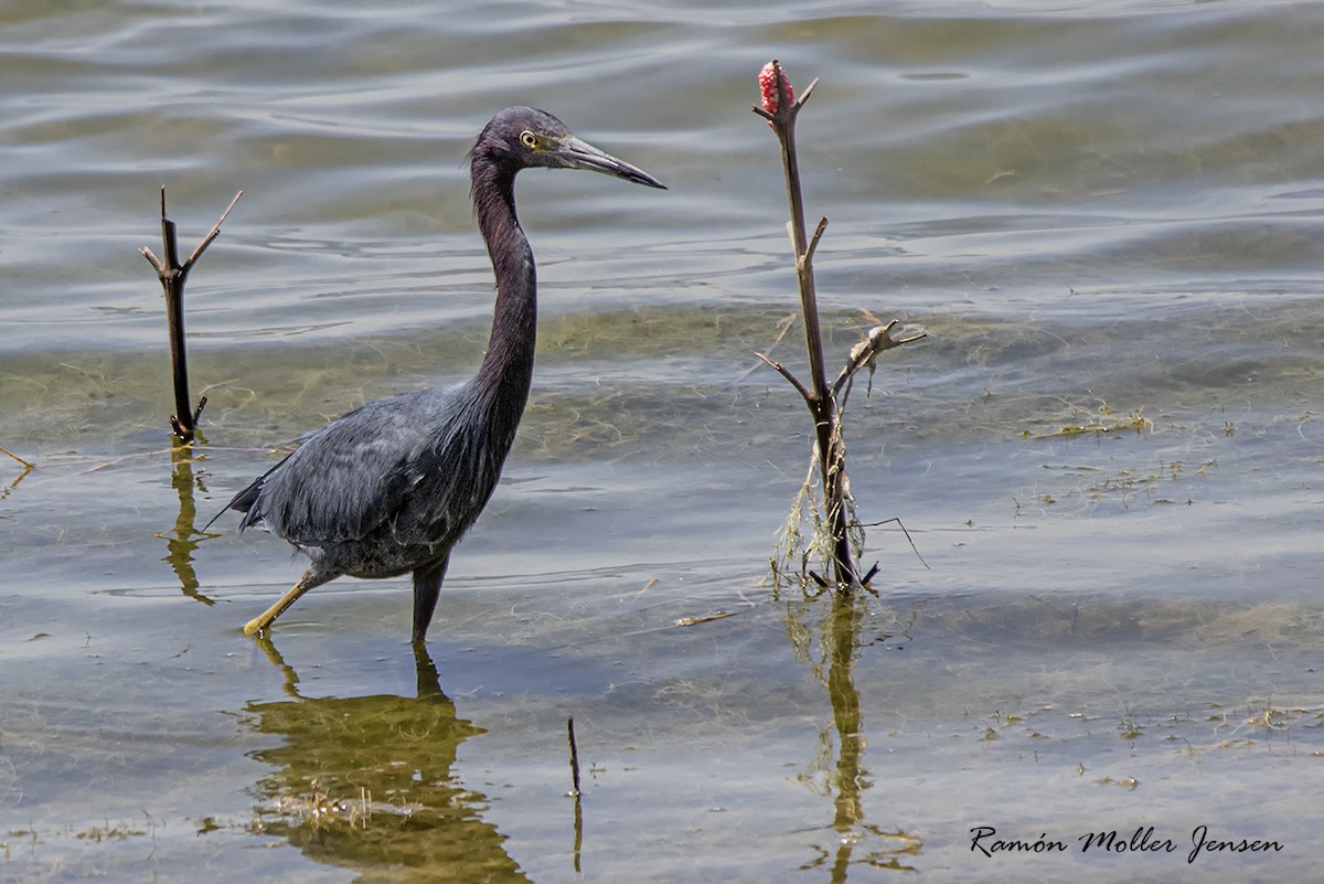 Little Blue Heron - ML395065081