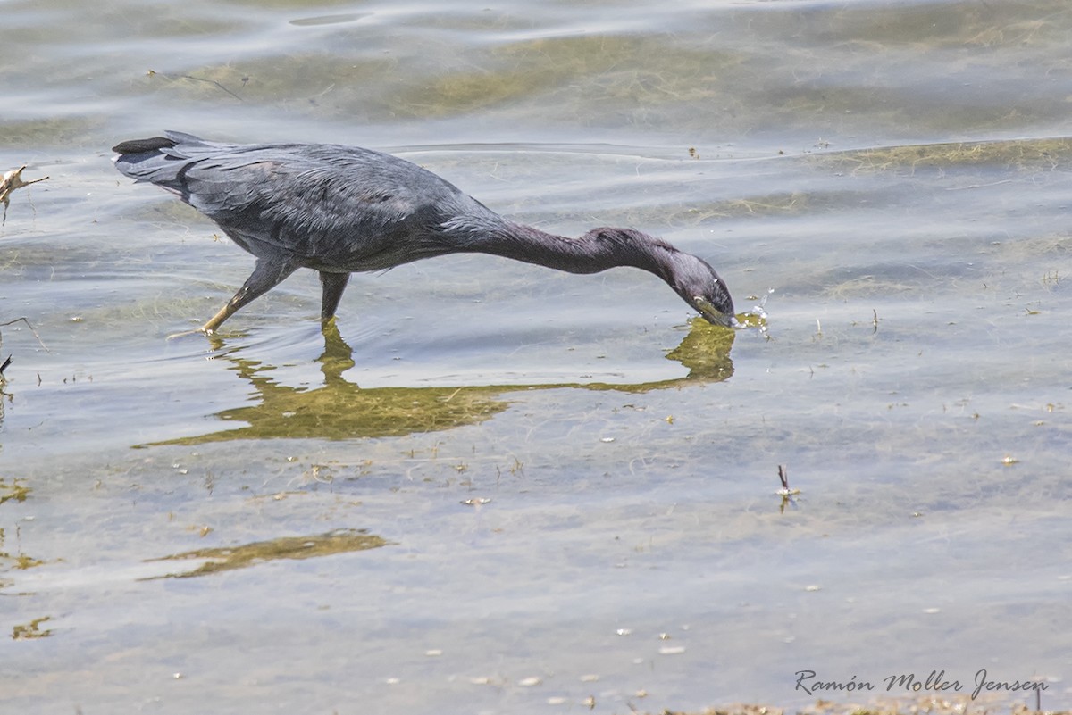 Little Blue Heron - ML395065091