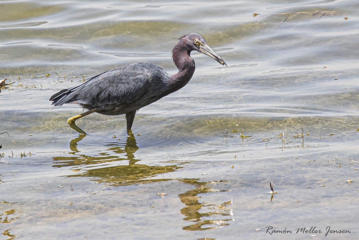 Little Blue Heron - ML395065101