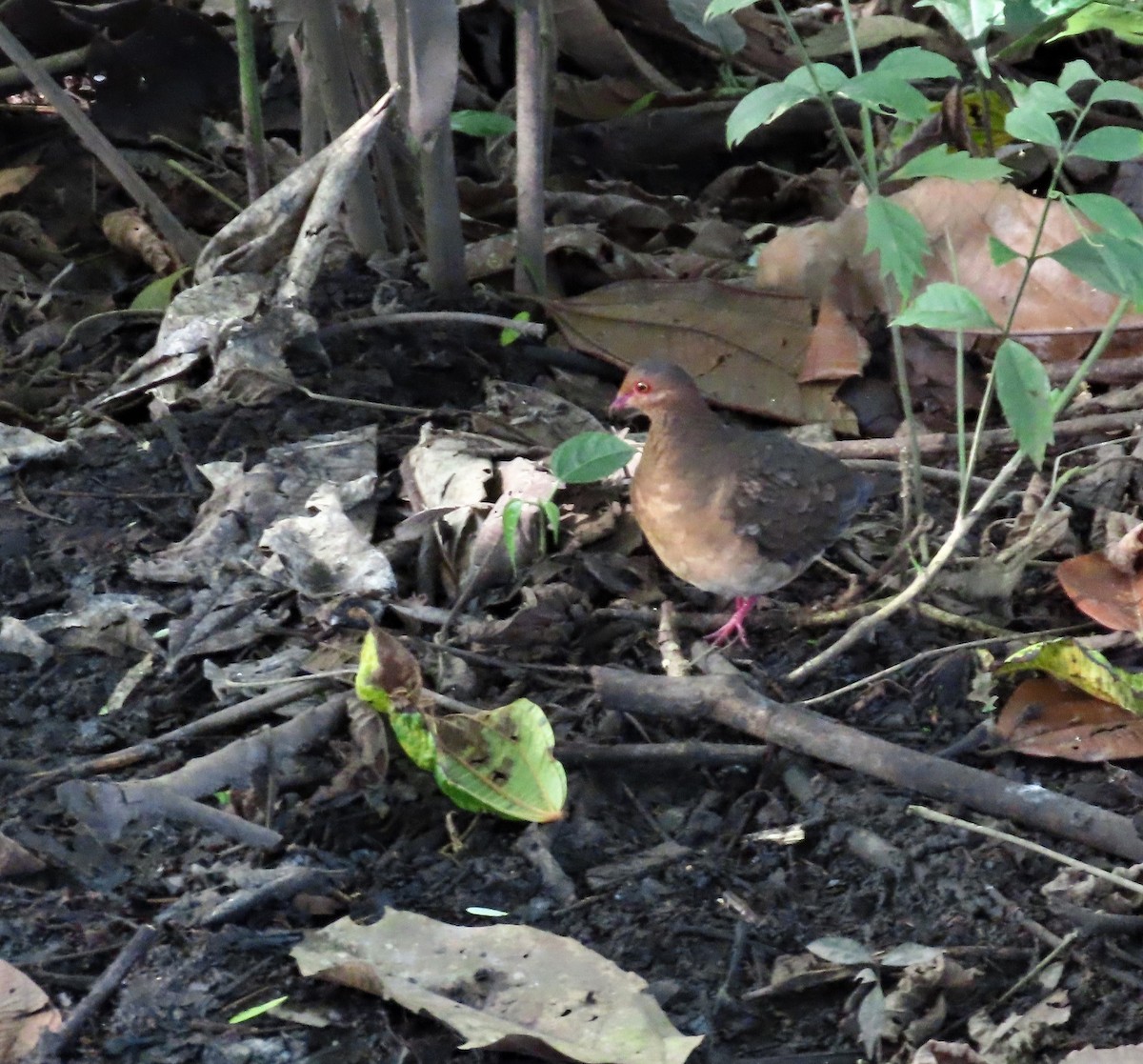 Ruddy Quail-Dove (Ruddy) - ML395065431