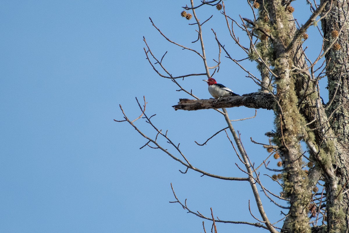 Red-headed Woodpecker - ML395066331