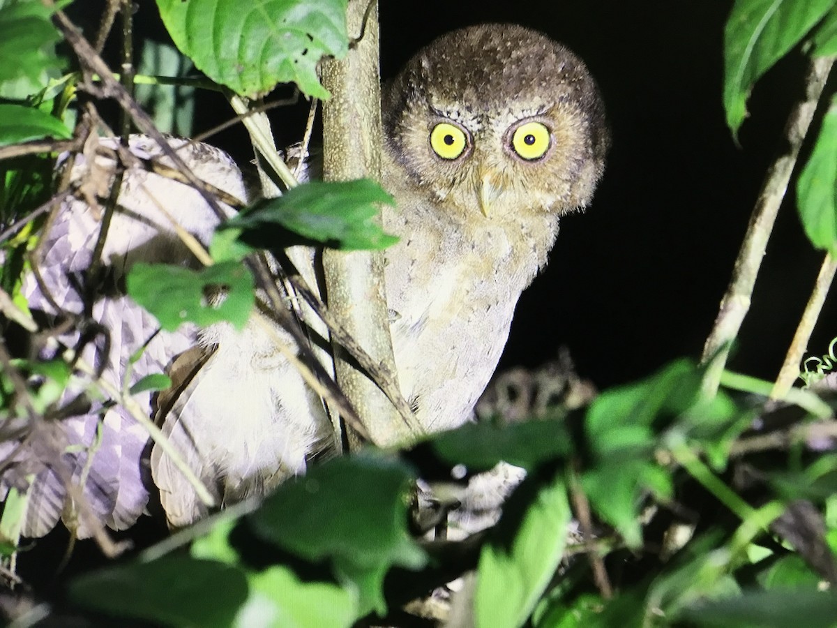 Andaman Scops-Owl - ML395066591