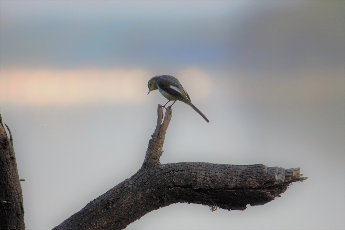 Gray Wagtail - ML395066871