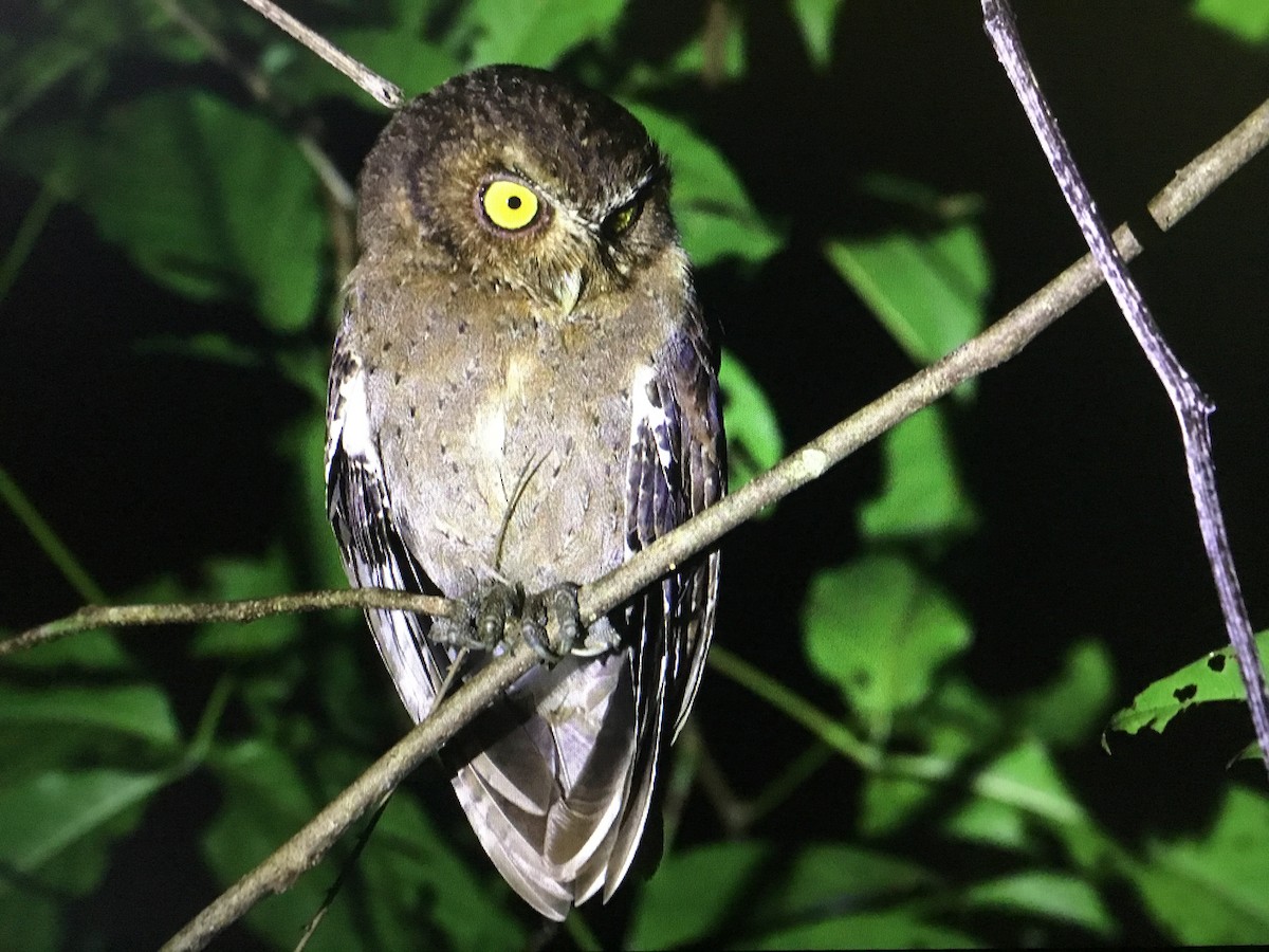 Andaman Scops-Owl - ML395067291