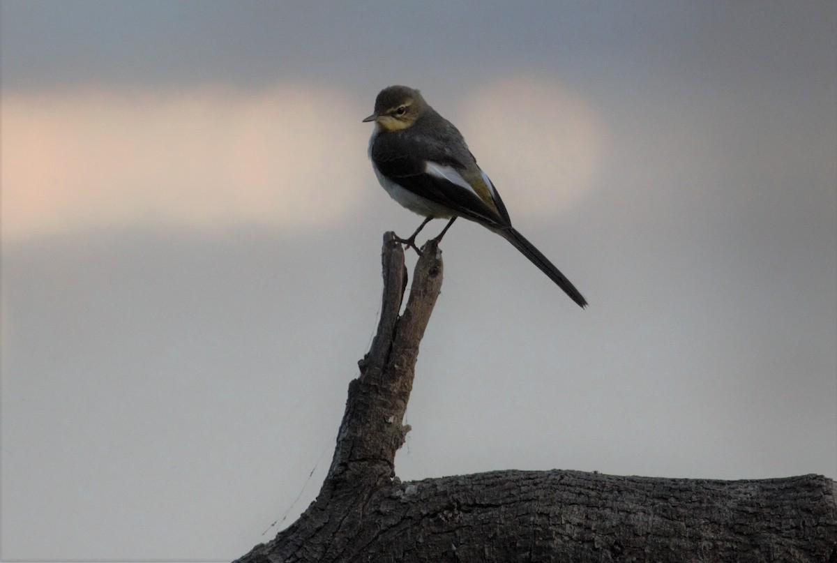 Gray Wagtail - ML395067311