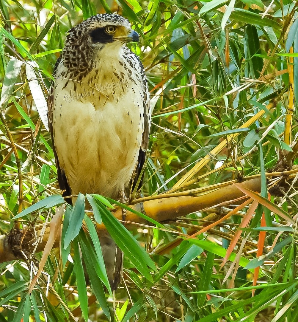 Crested Serpent-Eagle - ML395067451