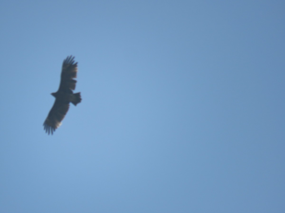 Greater Spotted Eagle - Sajad Zareian