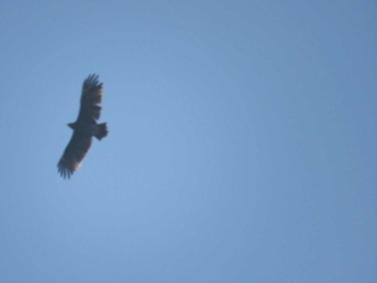 Greater Spotted Eagle - ML395068041