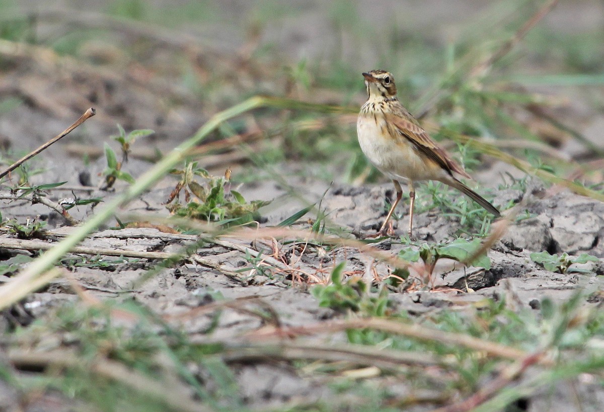 African Pipit - Ricardo Santamaria