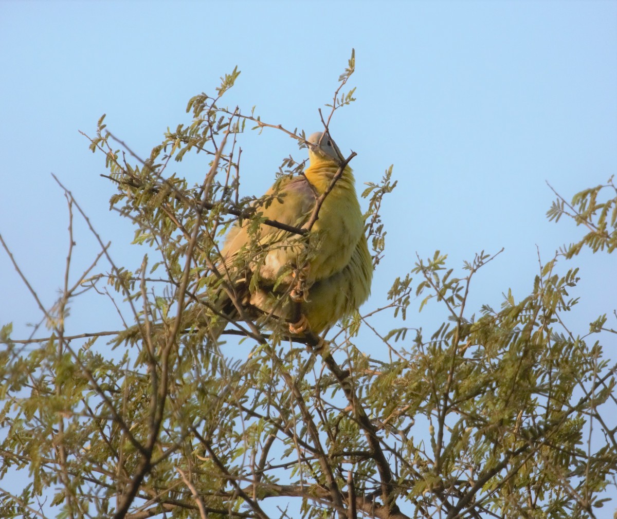 Yellow-footed Green-Pigeon - ML395068871