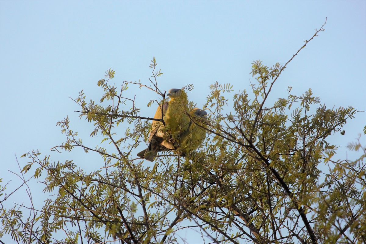 Yellow-footed Green-Pigeon - ML395069271