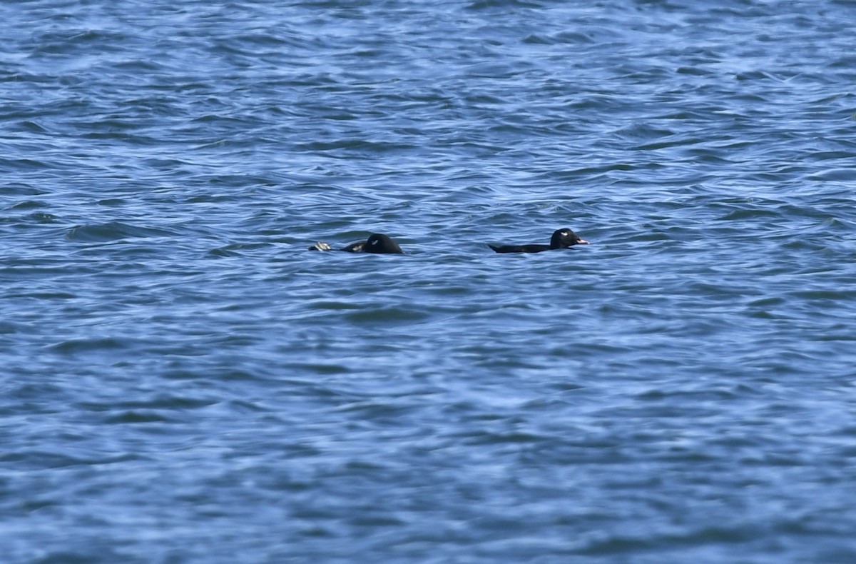 White-winged Scoter - ML395071341