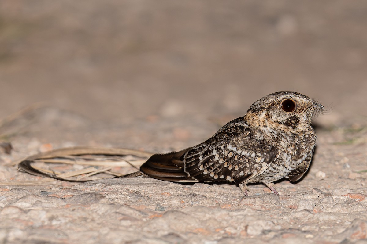 Scissor-tailed Nightjar - ML395071691