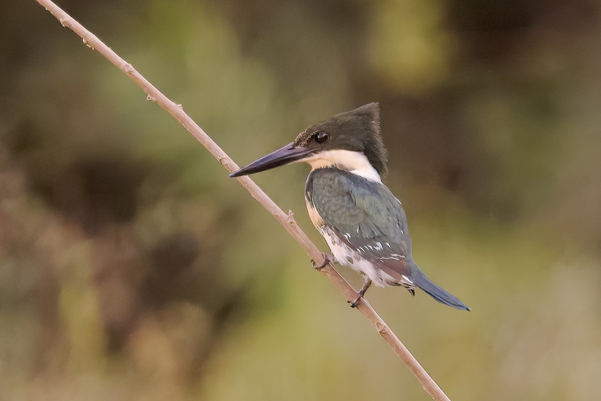 Green Kingfisher - ML395073411