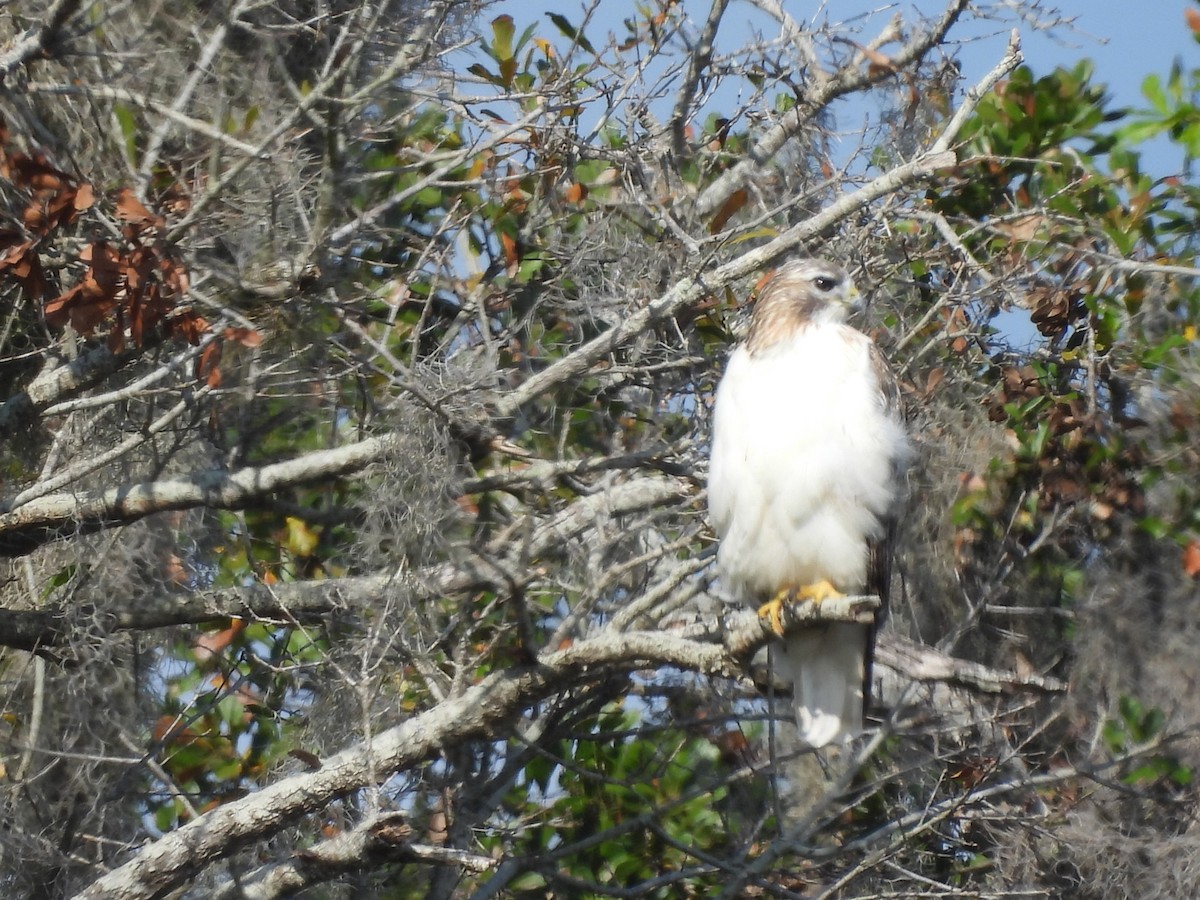 Red-tailed Hawk (Krider's) - ML395073511