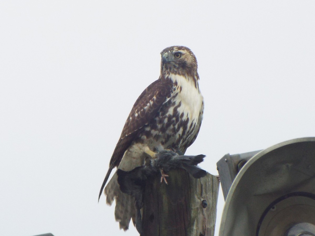 Red-tailed Hawk (borealis) - ML395074991