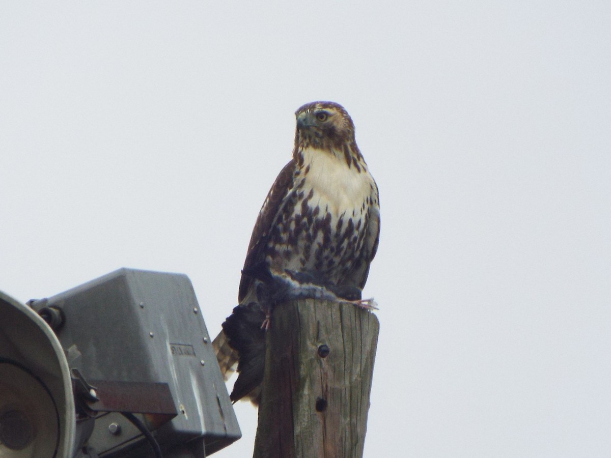 Red-tailed Hawk (borealis) - ML395075031