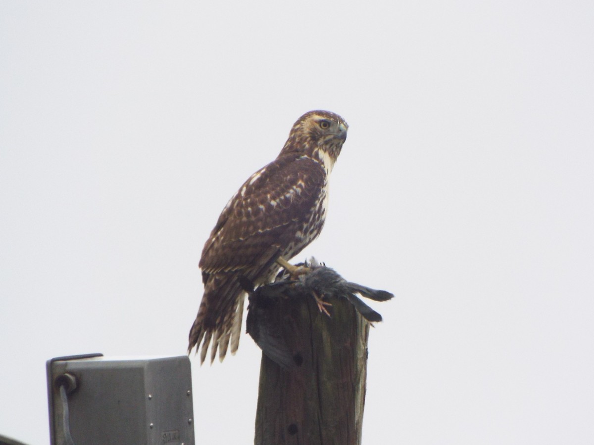 Red-tailed Hawk (borealis) - ML395075041