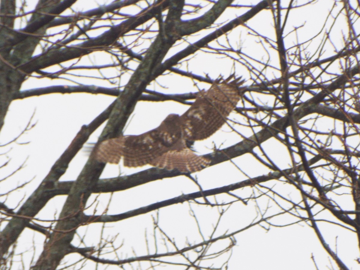 Red-tailed Hawk (borealis) - ML395075061