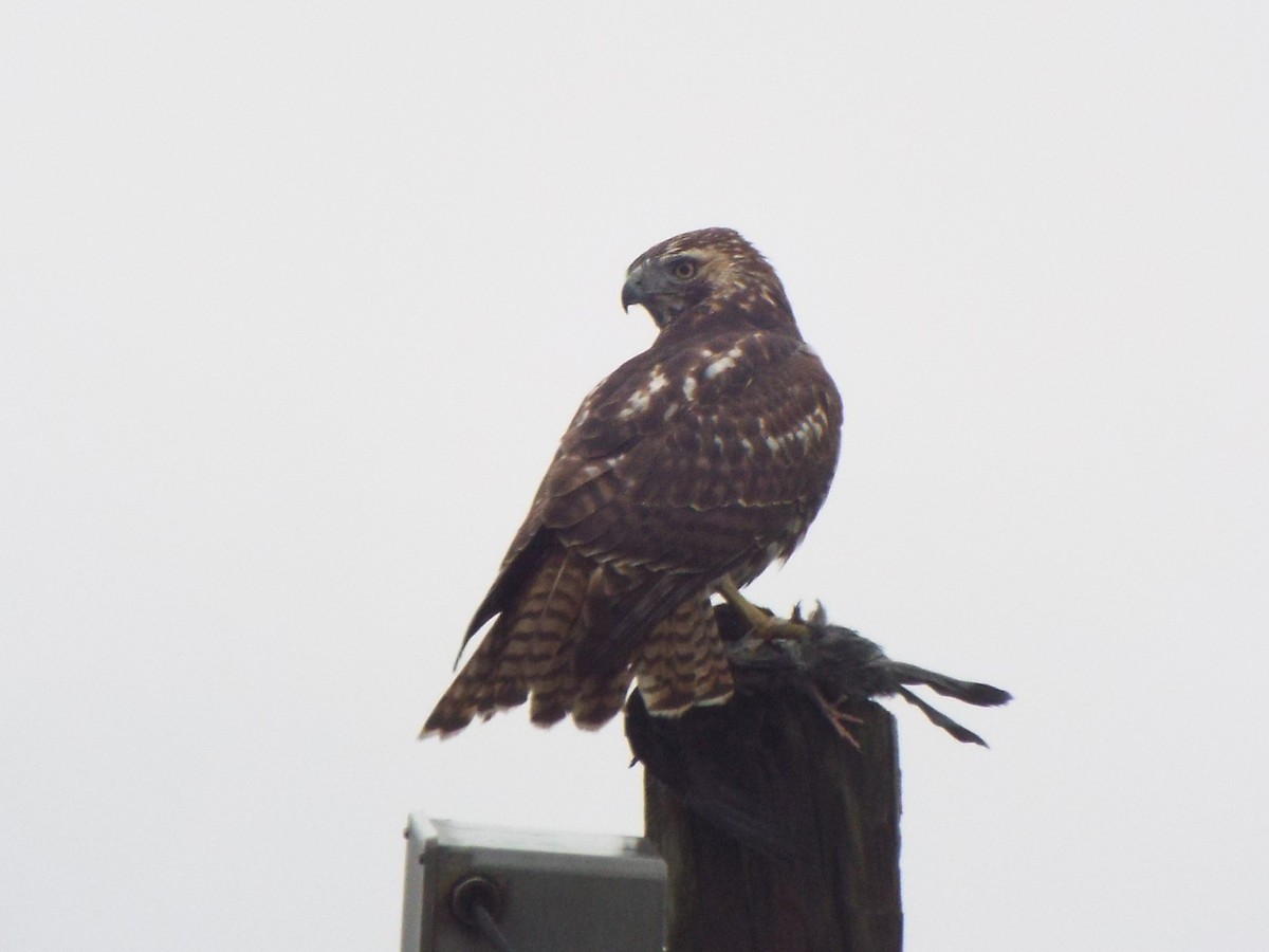 Red-tailed Hawk (borealis) - ML395075081