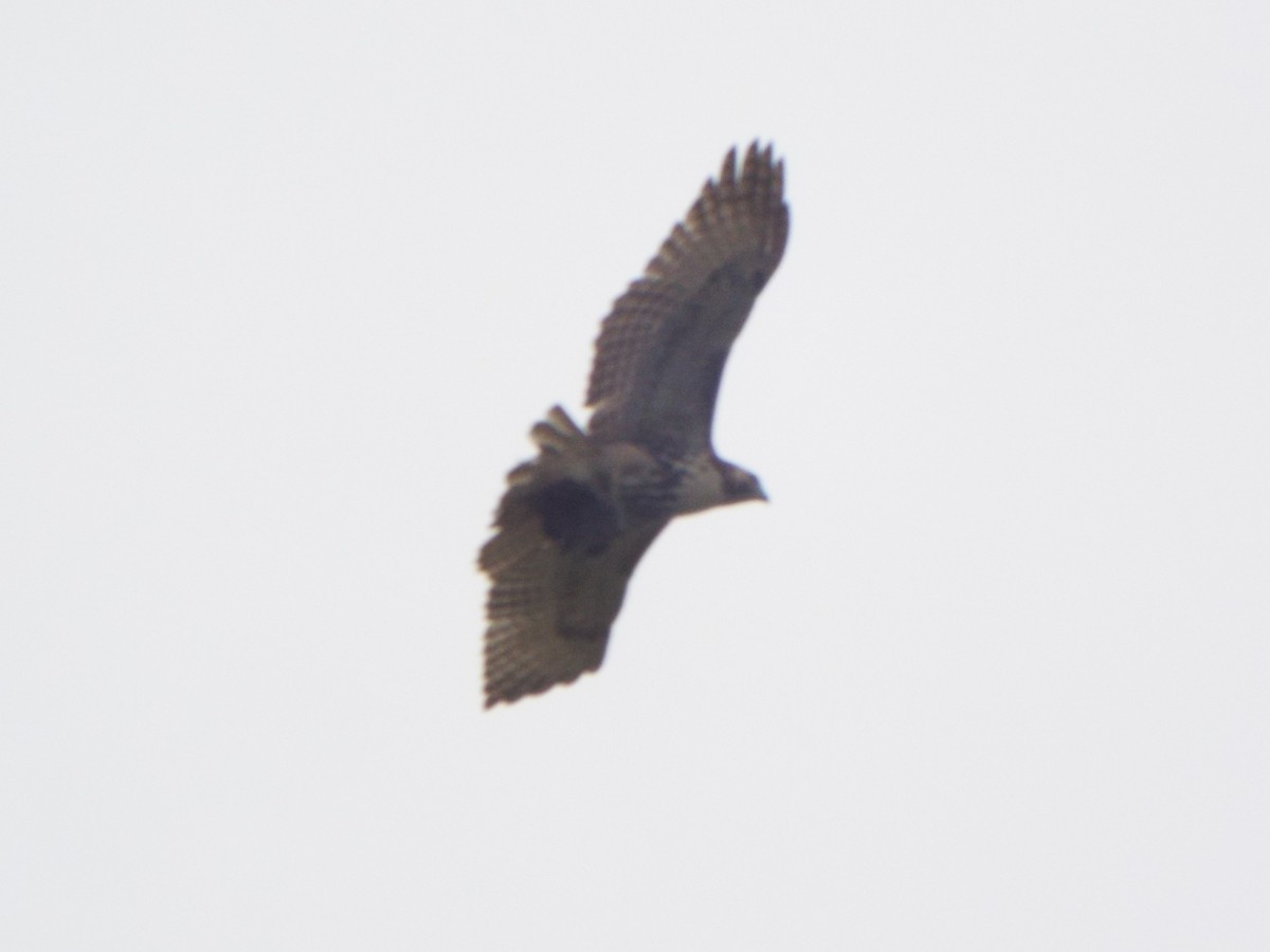 Red-tailed Hawk (borealis) - ML395075121