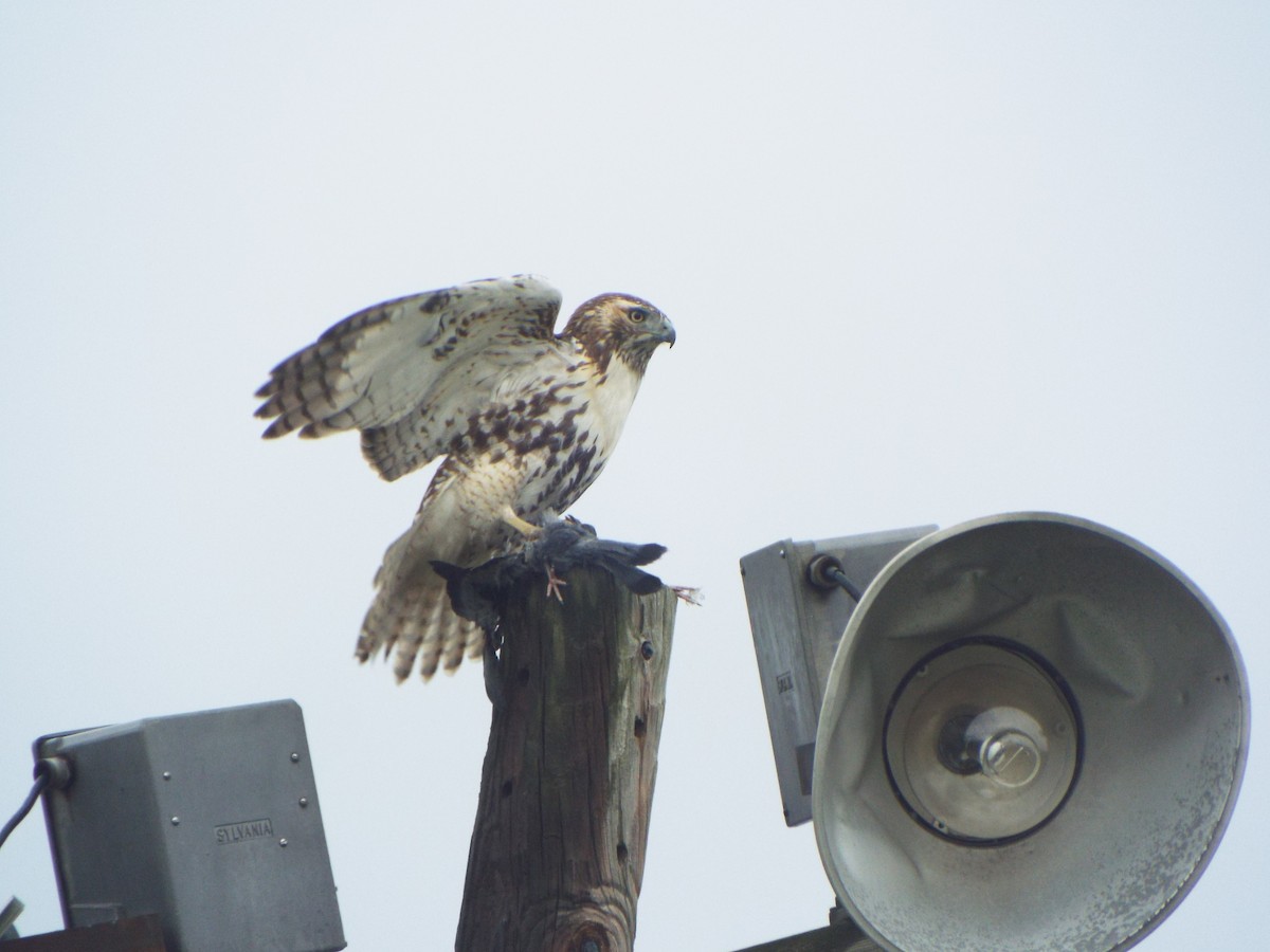 Red-tailed Hawk (borealis) - ML395075131