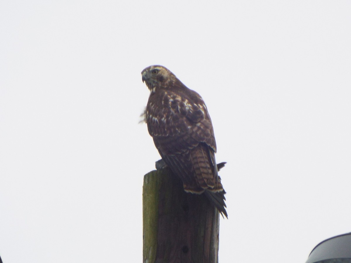 Red-tailed Hawk (borealis) - ML395075411