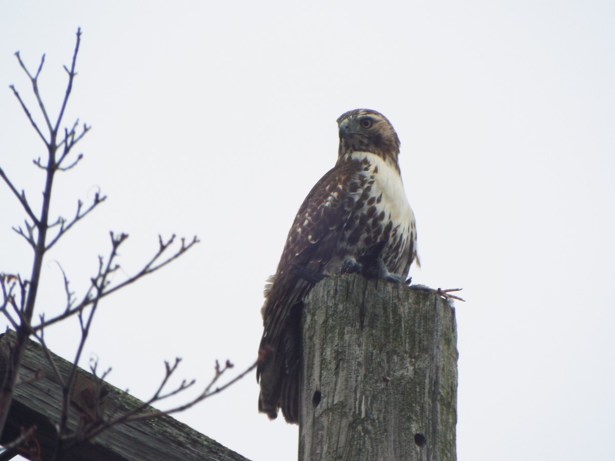 Red-tailed Hawk (borealis) - Jonathan Layman