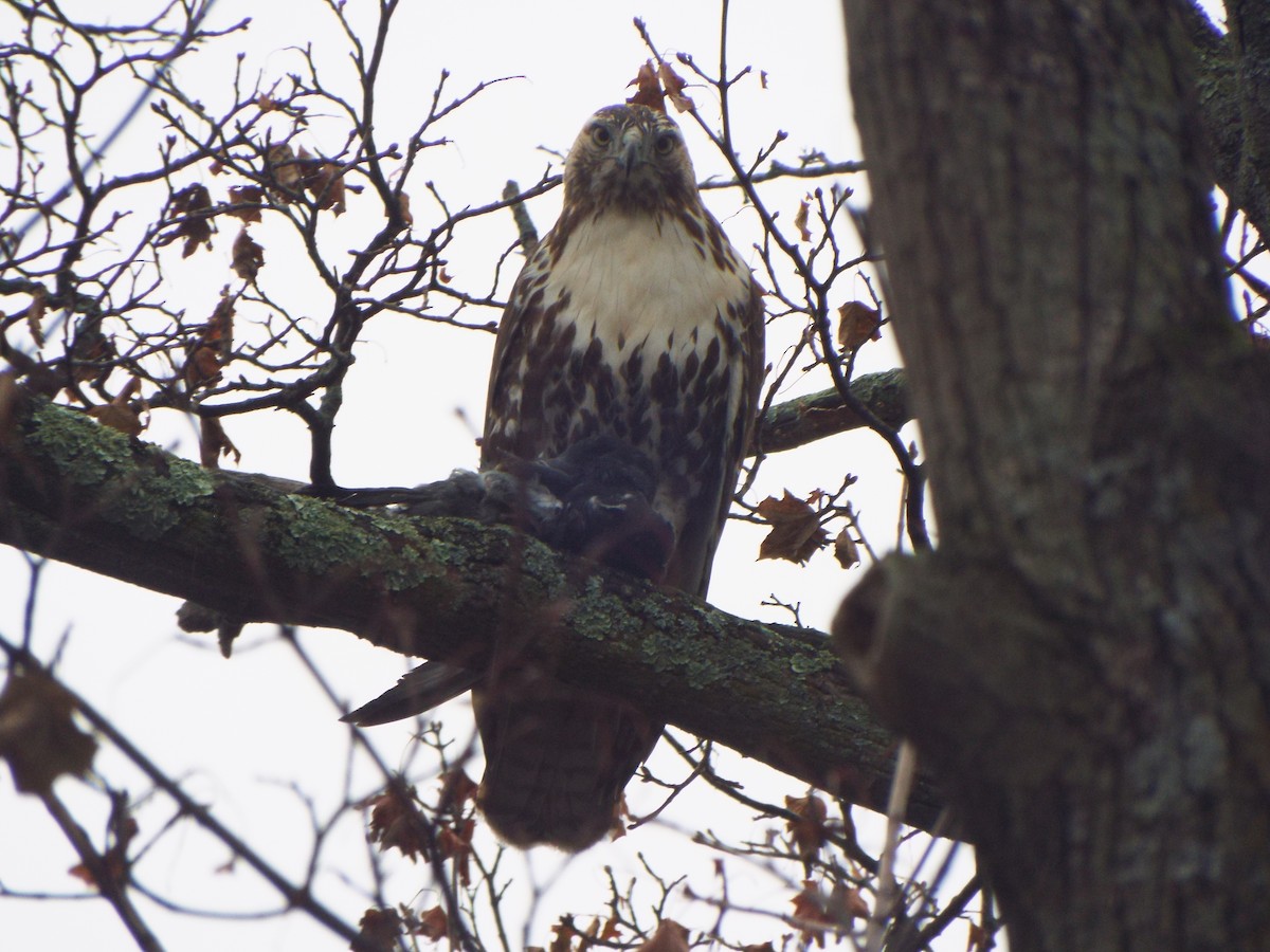 Red-tailed Hawk (borealis) - ML395075431