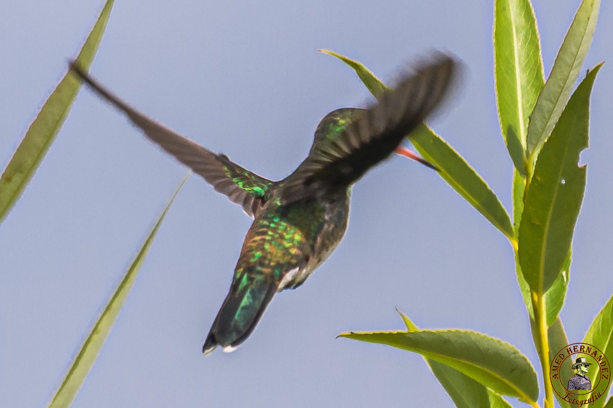 White-throated Hummingbird - ML395076071