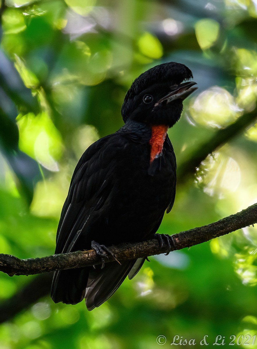 Bare-necked Umbrellabird - ML395078281